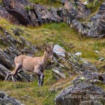 Stambecco (Capra ibex)