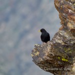Gracchio alpino (Pyrrhocorax graculus)