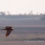 Falco di palude con preda