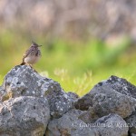 Cappellaccia (Galerida cristata)